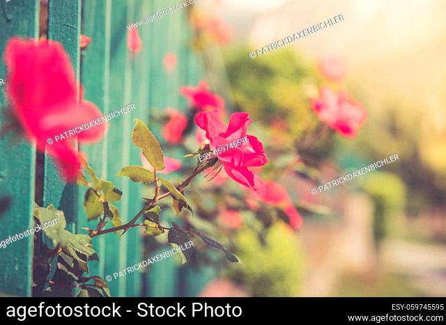 Beautiful red flower in the backyard, bokeh background and evening sun