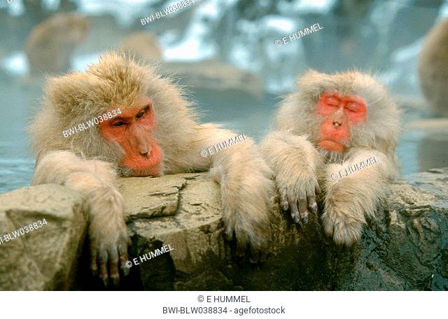 Japanese macaque, snow monkey Macaca fuscata, two animals sitting in warm spring, Japan, Nagano, Honshu