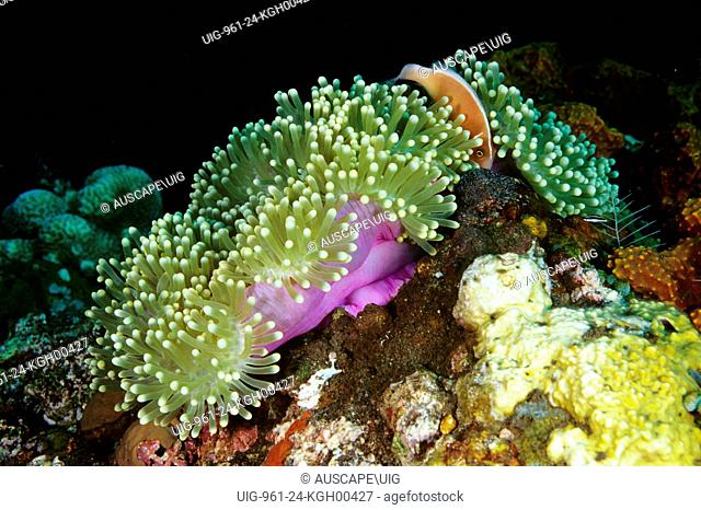 Pink anemonefish (Amphiprion perideraion), tending a clutch of eggs laid under the edge of their host Magnificent sea anemone (Heteractis magnifica)