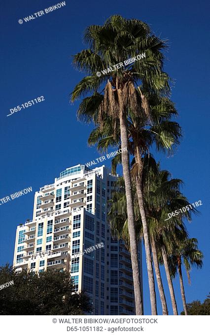 USA, Florida, St  Petersburg, high rise building and palms