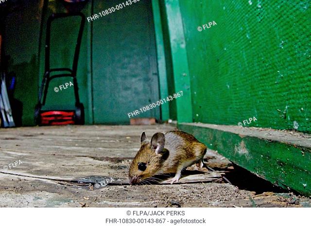 Wood Mouse (Apodemus sylvaticus) adult, emerging from hole in wooden floor of shed, Nottinghamshire, England, April