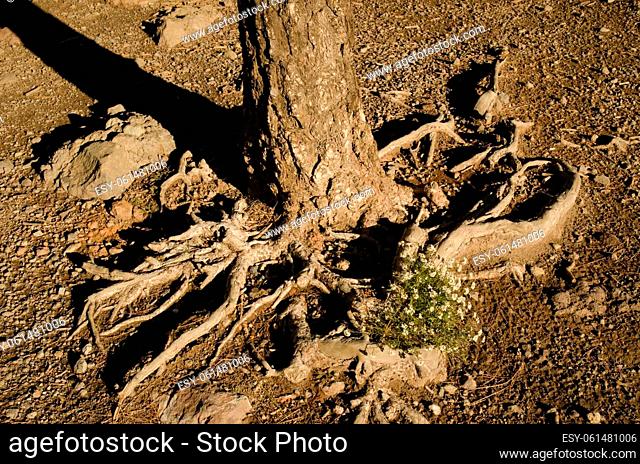 Plant Lobularia canariensis between the roots of a Canary Island pine Pinus canariensis. The Nublo Rural Park. Gran Canaria. Canary Islands. Spain