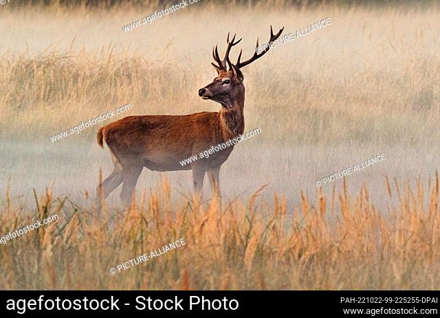 16 October 2022, Brandenburg, Trebbin: 16.10.2022, Trebbin. A red deer (Cervus elaphus) stands in the game reserve Glauer Tal
