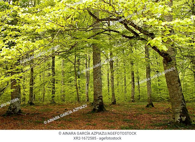Forest in Urbasa Natural Park, Navarre, Spain