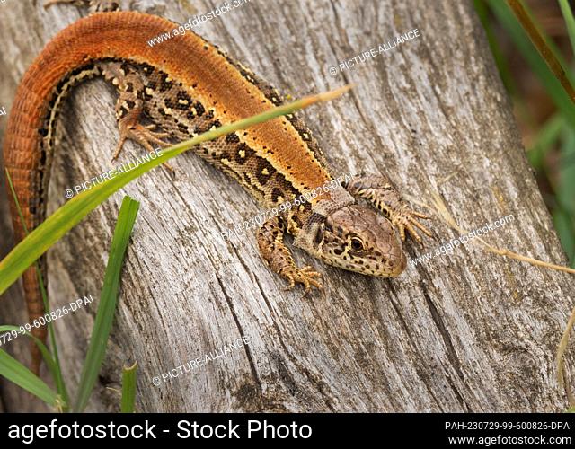 25 July 2023, Brandenburg, Doeberitzer Heide: 25.07.2023, Doeberitzer Heide. A female fence lizard (Lacerta agilis) about to moult is lying in the sun on an old...