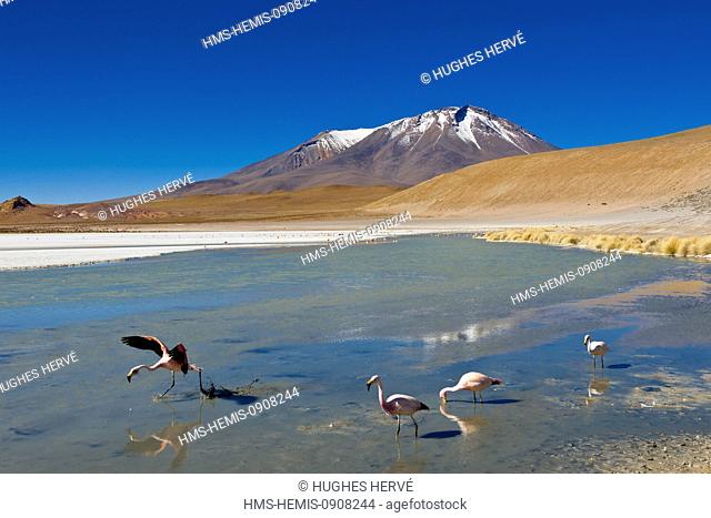Bolivia, Potosi Department, Sur Lipez Province, Eduardo Avaroa Andean Fauna National Reserve, Laguna Hedionda whose waters teem with sulfur and borax