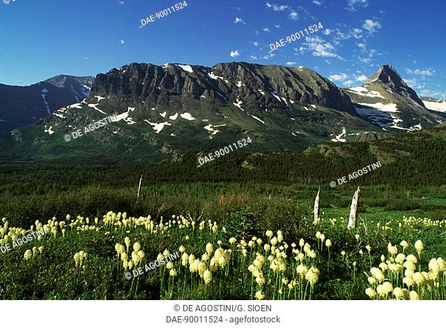 Xerophyllum tenax in bloom, called Beargrass, near Grinnell Lake, Many Glacier region, Glacier National Park (UNESCO World Heritage List, 1995), Montana