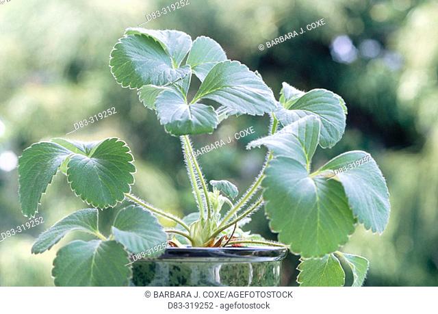 Strawberry houseplant (Fragaria x ananassa)