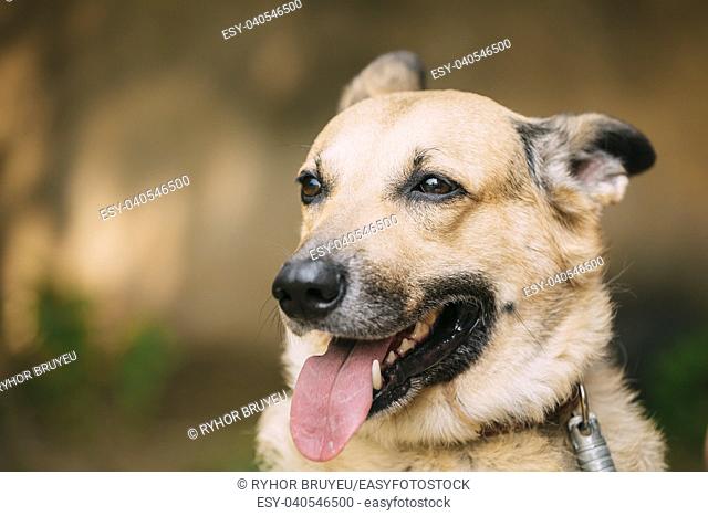 Close Up Of Medium Size Mongrel Mixed Breed Short-Haired Yellow Adult Female Dog With Tongue In Collar On Brown Background