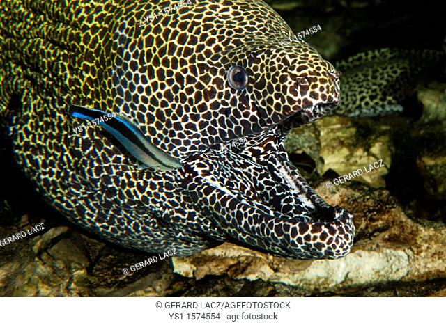 Honeycomb Moray Eel, gymnothorax favagineus, Adult with Open Mouth, with a Bluestreak Cleaner Wrasse, labroides dimidiatus, South Africa