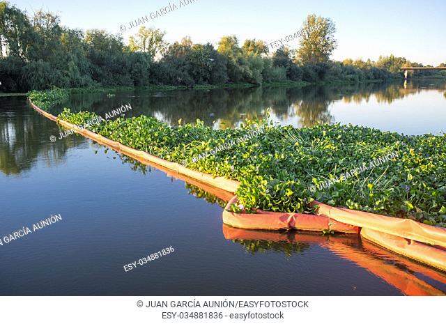 Floating barrier for control of invasive plant water hyacinth. Highly problematic invasive species at Guadiana River, Badajoz, Spain