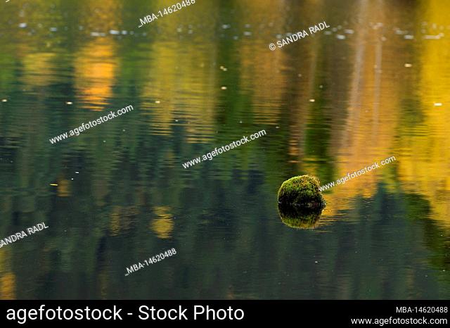 Tourbière de Lispach near La Bresse, moss-covered stone in the water, colorful autumn leaves reflected in the lake, France, Grand Est Region, Vosges Mountains