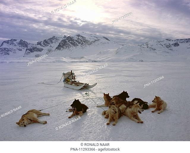 Dog sledging on the western coast of Greenland, close to Sisimiut