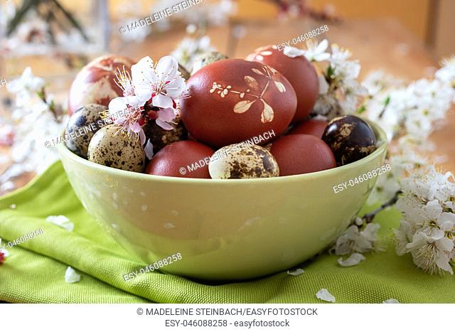 Quail and Easter eggs dyed with onion peels with a pattern of fresh herbs in a green bowl with cherry blossoms