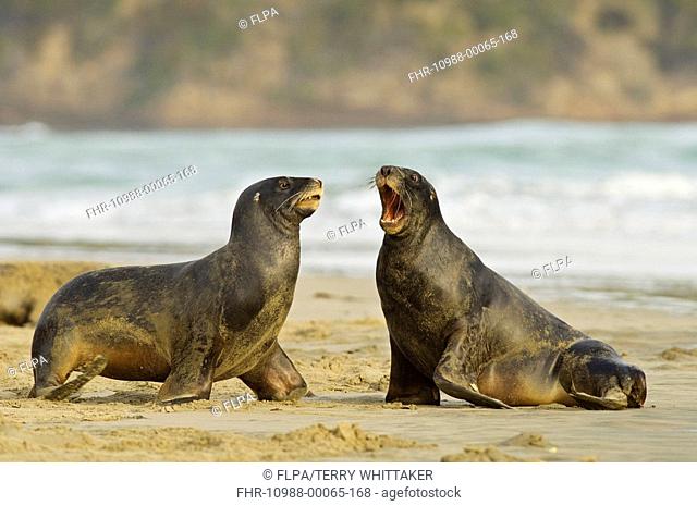Hooker's Sealion Phocarctos hookeri two sub-adult males, fighting on beach, Surat Bay, Catlins, South Island, New Zealand