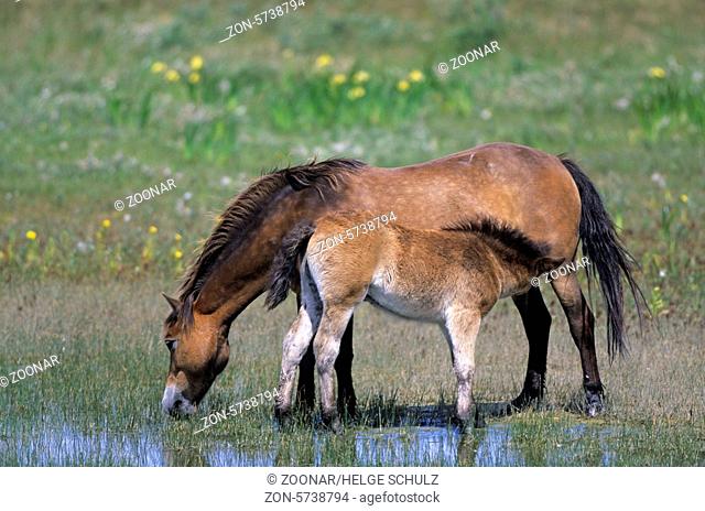Exmoor-Pony - Stute saeugt Fohlen am Ufer eines Duenensees - (Exmoor Pony) / Exmoor Pony mare lactating foal at a lake in the dunes / Equus ferus caballus