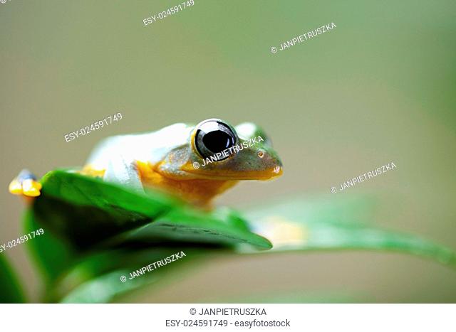 Green tree frog on colorful background