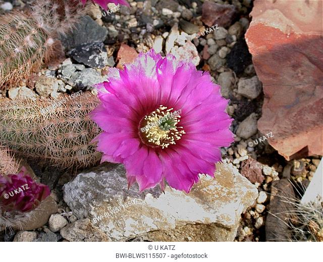 hedgehog cactus Echinocereus reichenbachii ssp. baileyi, blooming