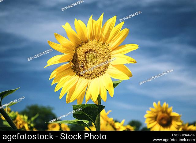 Close up of bright yellow bloomng sunflowers field in sunny summer day. Agricultural concept