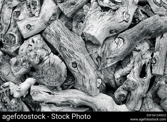 Many old branches with knots, discolored rains and winds. Black and white background