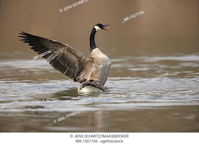 Canada goose (Branta canadensis) rising from the water and spreading its wings