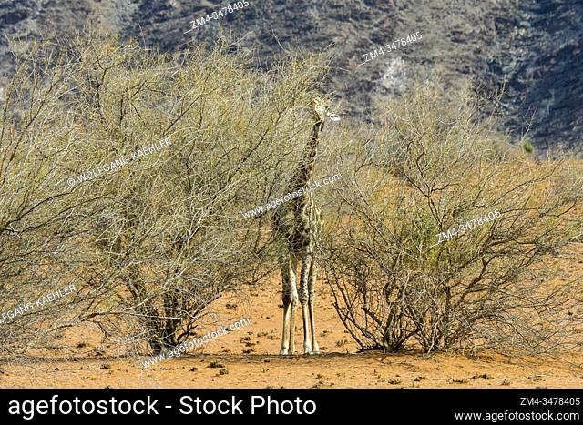 An Angolan giraffe (Giraffa giraffa angolensis) is feeding on trees in the desert landscape of the Damaraland in Namibia