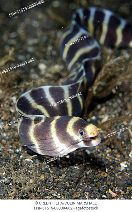 Barred Moray Eel (Echidna polyzona) adult, free-swimming on seabed at night, Lembeh Straits, Sulawesi, Greater Sunda Islands, Indonesia, June