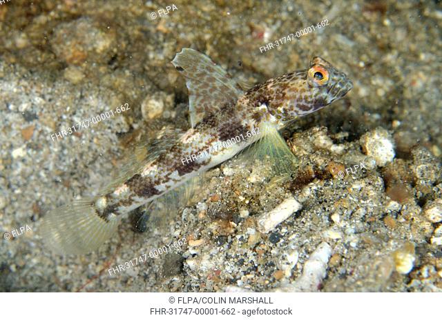 Monster Shrimpgoby (Tomiyamichthys oni) adult, at burrow entrance, Lembeh Straits, Sulawesi, Sunda Islands, Indonesia, February