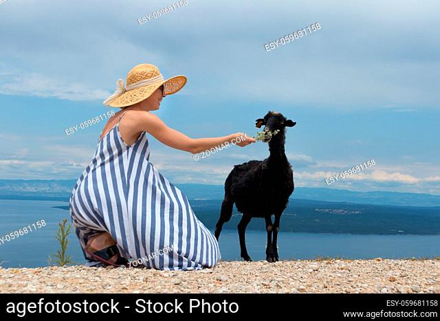 Young attractive female traveler wearing striped summer dress and straw hat squatting, feeding and petting black sheep while traveling Adriatic coast of Croatia