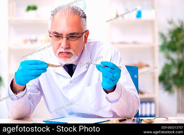 Old male archaeologist working in the lab