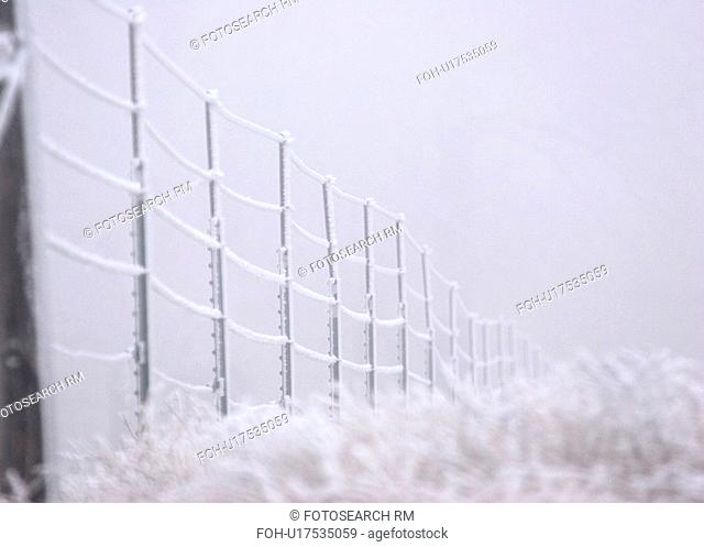 grasses, frost, fence, barbwire, covering, hoar