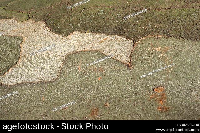 camouflage pattern on plane tree bark useful as a background