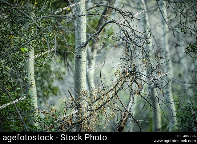Snapped branches and dried leaves in a forest