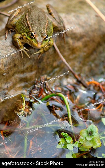 Perez's frog Pelophylax perezi in a pond. La Lajilla. The Nublo Rural Park. Aldea de San Nicolas de Tolentino. Gran Canaria. Canary Islands. Spain
