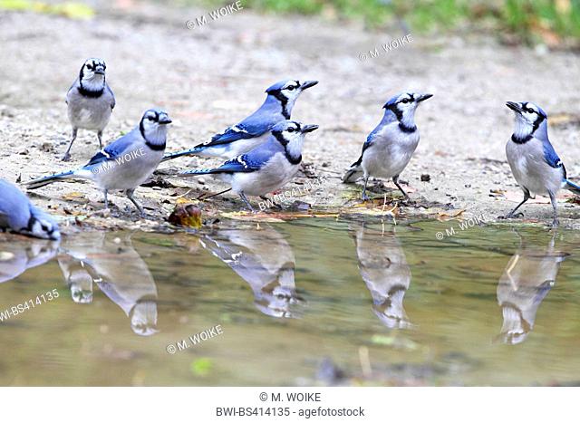 blue jay (Cyanocitta cristata), troop at a drinking place, mirroring, Canada, Ontario, Point Pelee National Park
