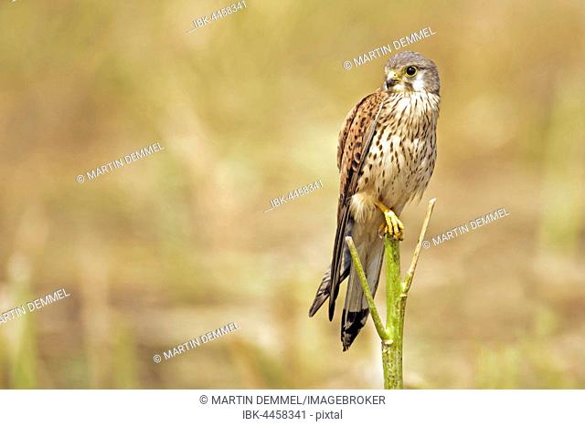 Common Kestrel (Falco tinnunculus), male, Saxony-Anhalt, Germany