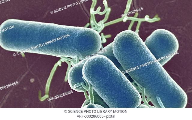 Lactobacillus bacteria, Animated coloured scanning electron micrograph (SEM). These bacteria are a natural non-pathogenic component of the flora of the human...