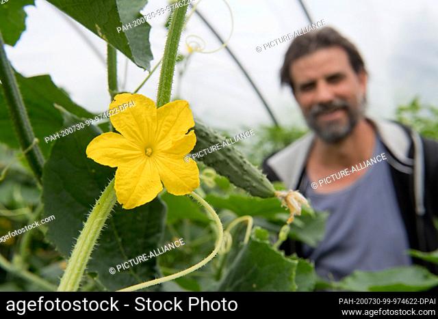 29 July 2020, Mecklenburg-Western Pomerania, Dorow: Gardener Olaf Schnelle checks a cucumber plant in the vegetable garden of the company ""Gärtnerei Schnelles...