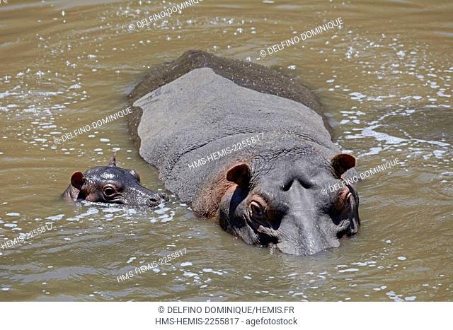 Kenya, Masai Mara Reserve, Hippopotamus amphibious (Hippopotamus amphibius), mother protecting her young in the Mara River