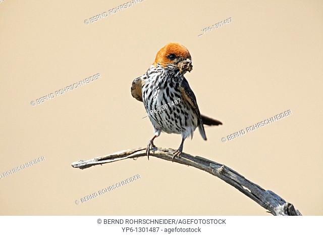 Lesser Striped Swallow, Cecropis abyssinica, sitting on branch with mud in its bill for nest-building, Pilanesberg National Park, South Africa