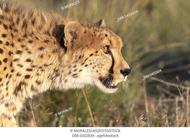 Cheetah (Acinonyx jubatus), occurs in Africa, walking in savanah, captive