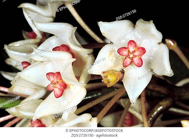 An epiphytic climber. Hoya sp. Family: Asclepiadaceae. The typical Asclepiadaceae shape and arrangement of the flower can be clearly seen