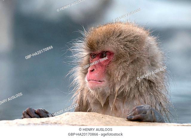 Monkey-Japanese, Macaca fuscata (Macaque Japon) Japan, 2017