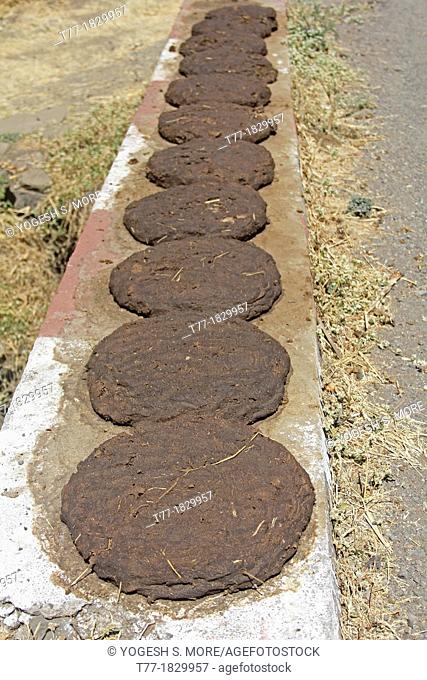 Dried cow dung cakes, Piles of cow pates stacked for used as fuel in rural India