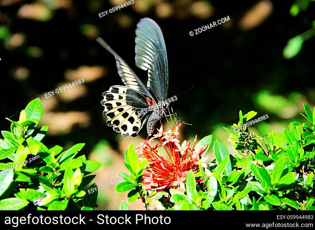 Huge butterfly (12 cm) collects nectar from a flowers of West indian Jasmine (Ixora coccinea). Swallowtail butterfly Polymnestor (Papilio Polymnestor) in...