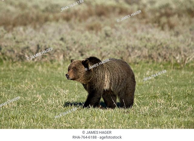 Grizzly Bear (Ursus arctos horribilis), Yellowstone National Park, UNESCO World Heritage Site, Wyoming, United States of America, North America