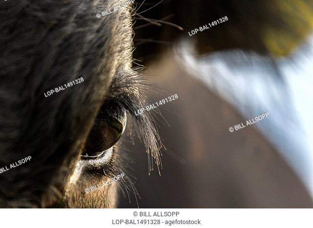 England, Derbyshire, Longnor. Close up of the eye of a calf