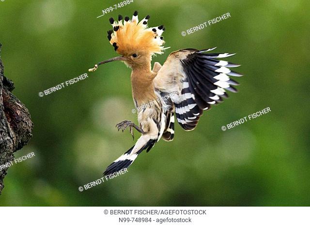 Hoopoe (Upupa epops), landing at its nesting hole in an old cherry tree, Alsace, France