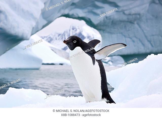 AdÈlie penguin Pygoscelis adeliae near the Antarctic Peninsula, Antarctica  MORE INFO The AdÈlie Penguin is a type of penguin common along the entire Antarctic...