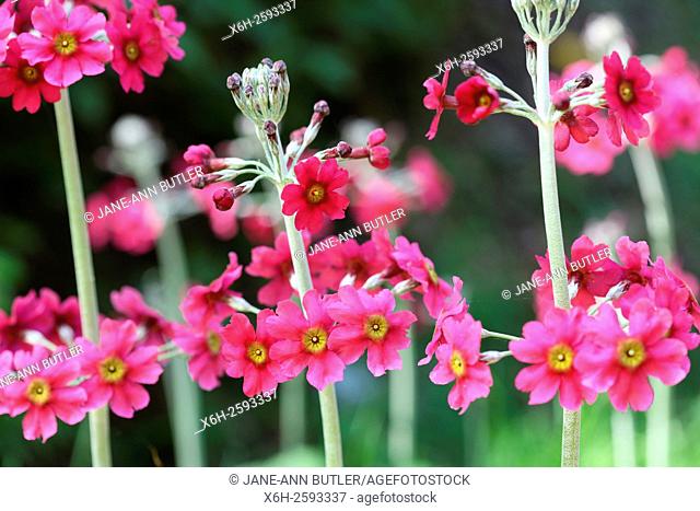 row of pink primrose candelabra in spring